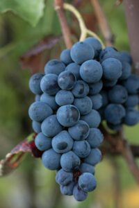 Livestock Sector Reforms and Rural Economic Growth