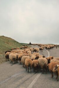 Agricultural Export Reforms and Global Market Access