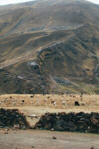 The Role of Technology in Agricultural Reforms