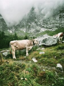 Land Ownership and Tenancy Reforms in Agriculture